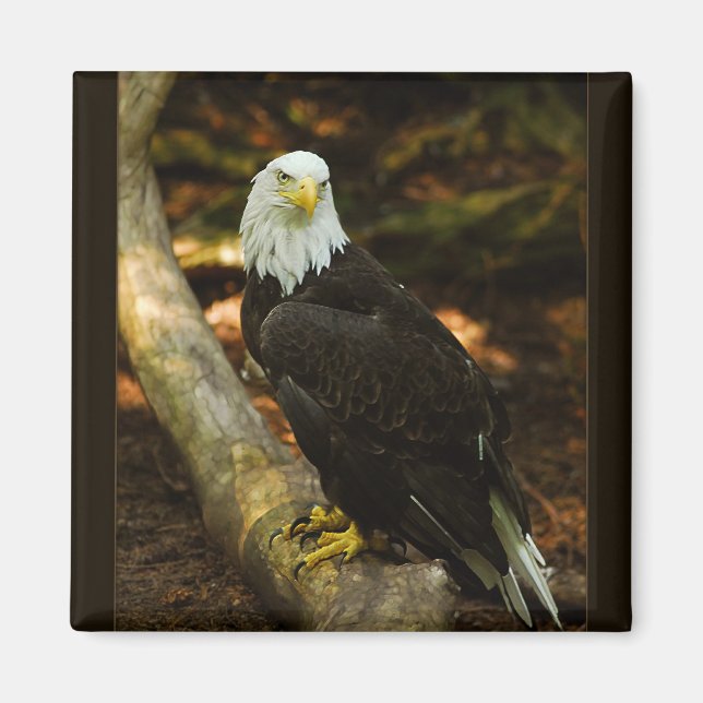 Bald Eagle magnet (Front)