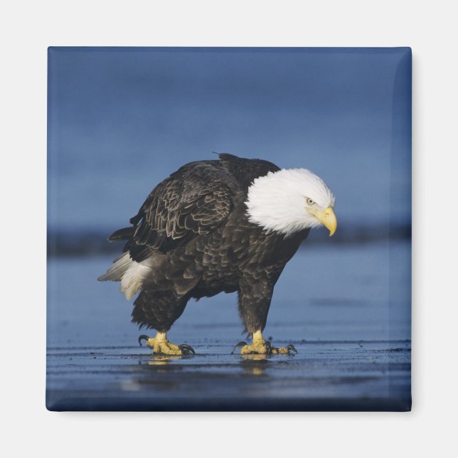 Bald Eagle Magnet (Front)
