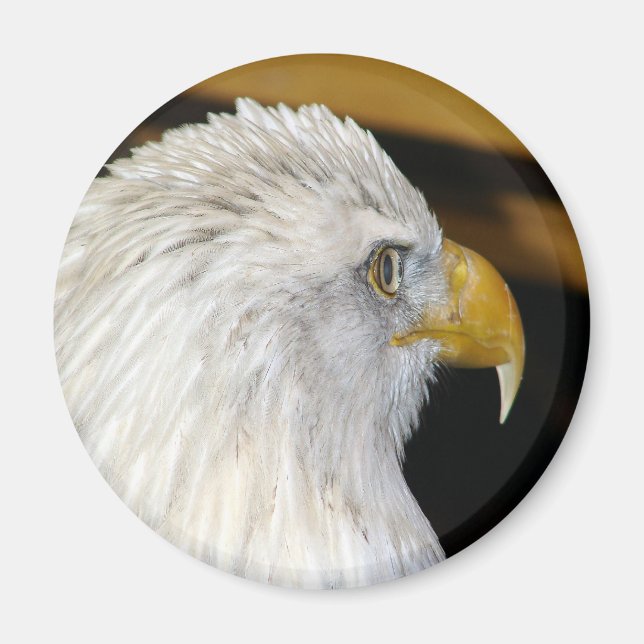 Bald Eagle Magnet (Front)
