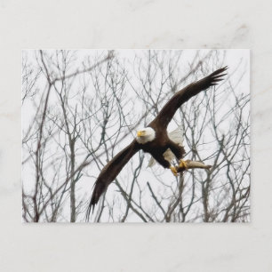 Bald Eagle Meal Delivery Postcard