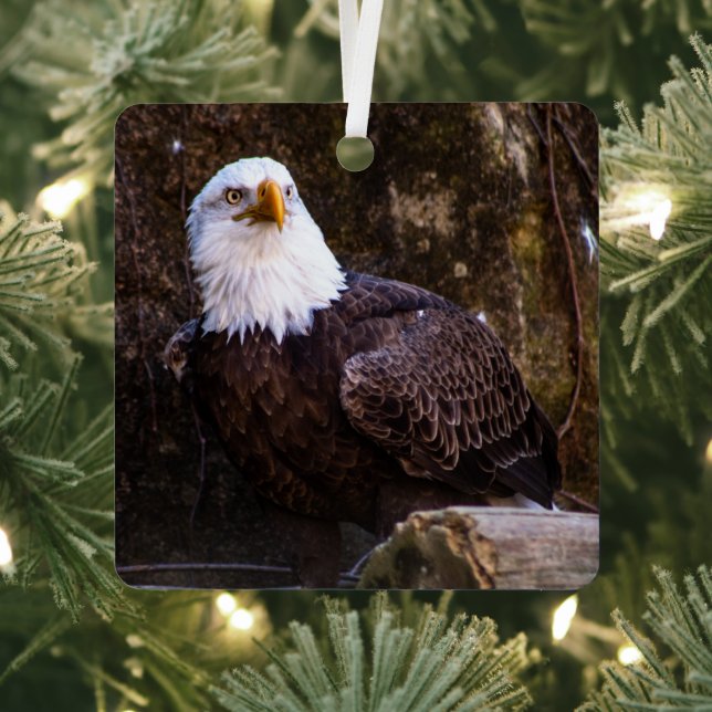 Bald Eagle Metal Tree Decoration (Insitu)