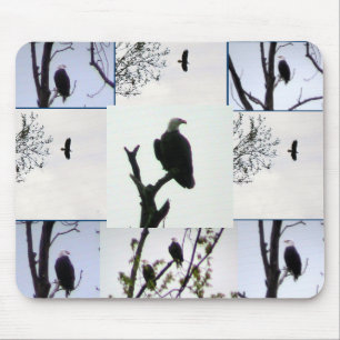 Bald eagle Montage Mouse Mat