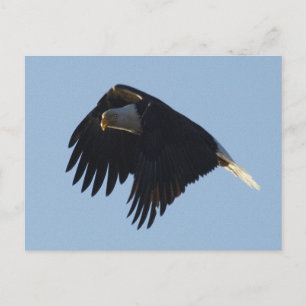 BALD EAGLE Motivational Postcard