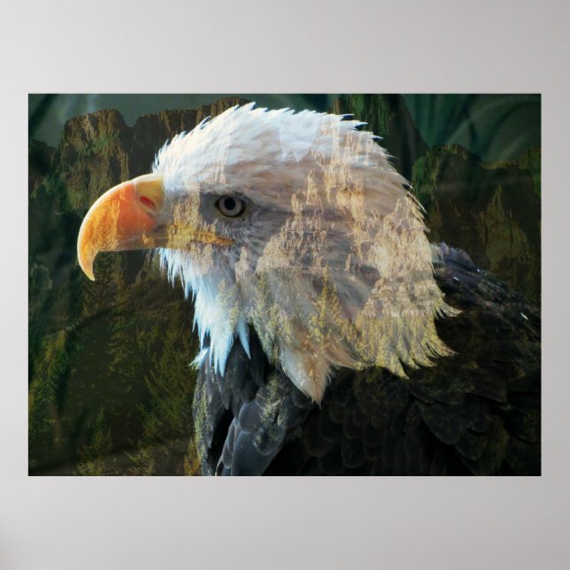 Bald Eagle Mountain Poster (Front)