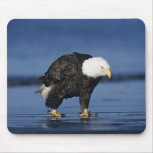 Bald Eagle Mouse Mat