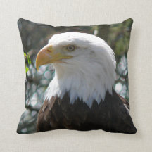 Bald Eagle - National Bird Of The United States