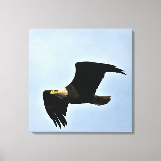 Bald Eagle Nature Portrait Canvas Print (Front)