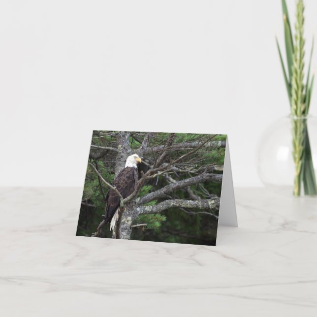 Bald Eagle Note Card (Front)