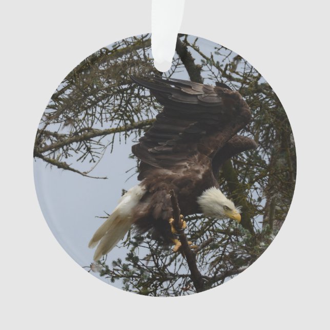 Bald Eagle of Alaska U.S.A. Ornament (Front)