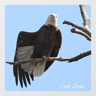 Bald Eagle Of Columbiana Ohio Window Cling