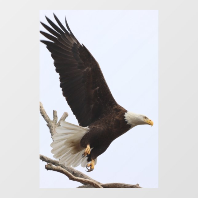 Bald Eagle Of Columbiana, Ohio Window Cling (Sheet)