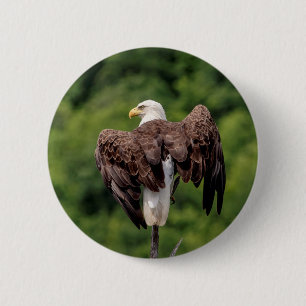 Bald Eagle on a branch 6 Cm Round Badge