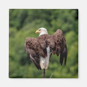 Bald Eagle on a branch Magnet