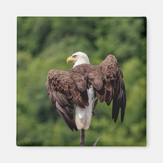 Bald Eagle on a branch Magnet (Front)
