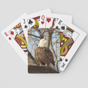 Bald Eagle on a branch Playing Cards