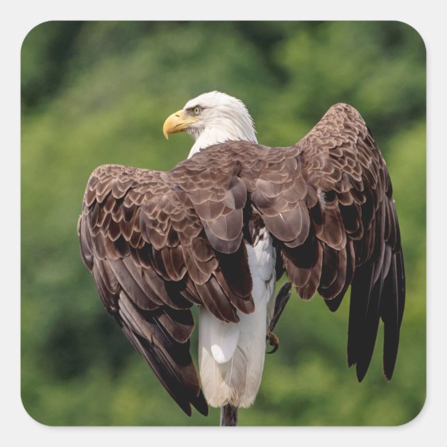 Bald Eagle on a branch Square Sticker (Front)
