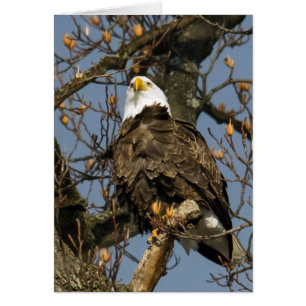 Bald Eagle On A High Perch