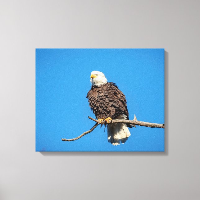 Bald Eagle on a tree branch Canvas Print (Front)