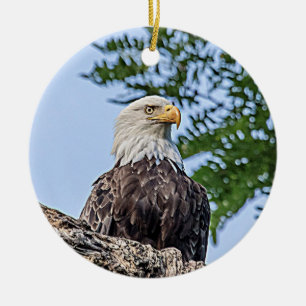 Bald Eagle on a tree branch Ceramic Tree Decoration