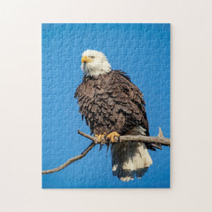 Bald Eagle on a tree branch Jigsaw Puzzle