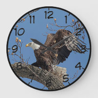 Bald Eagle on a tree branch
