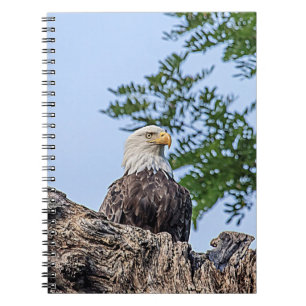 Bald Eagle on a tree branch Notebook