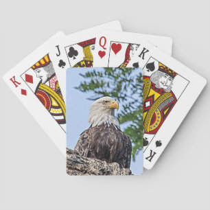 Bald Eagle on a tree branch Playing Cards