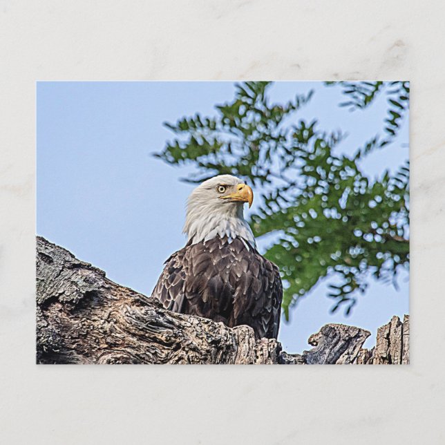 Bald Eagle on a tree branch Postcard (Front)