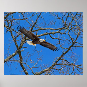 Bald Eagle On Blue Poster