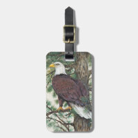 Bald Eagle on Branch