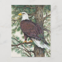 Bald Eagle on Branch