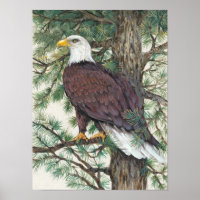 Bald Eagle on Branch