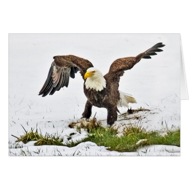 Bald Eagle on Grass and Snow (Front Horizontal)