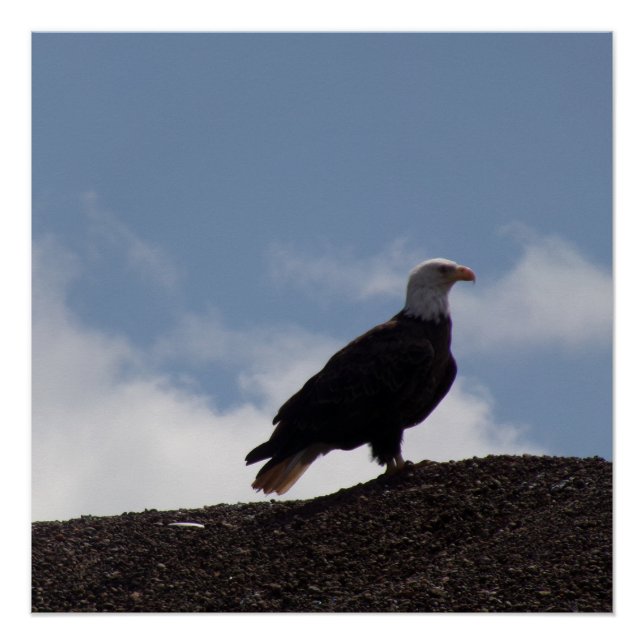 Bald Eagle on High Ground Glossy Poster (Front)