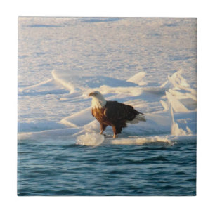 Bald Eagle on Icy Lake Tile