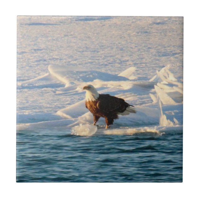Bald Eagle on Icy Lake Tile (Front)