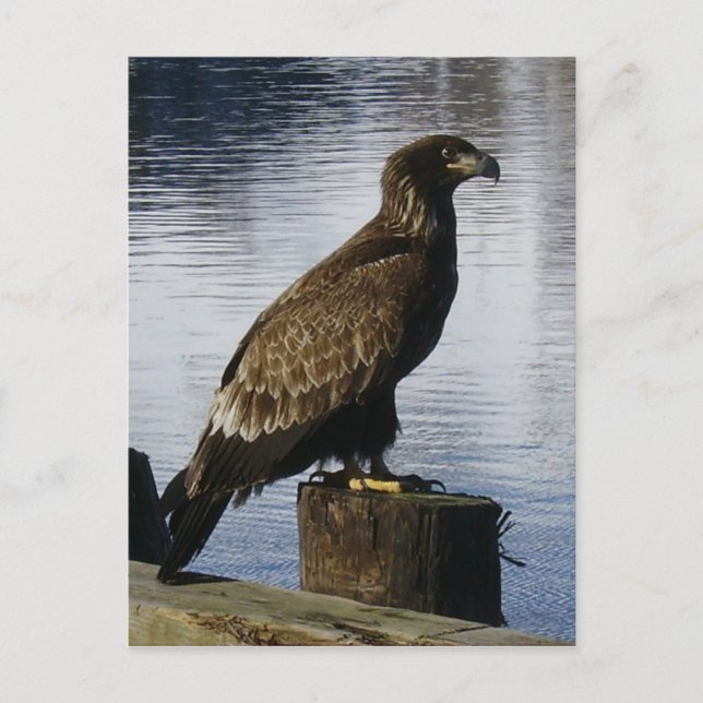 Bald Eagle on the Dock, Unalaska Island Postcard (Front)