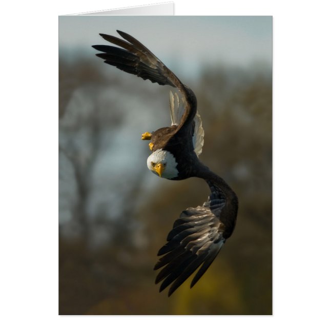 Bald Eagle on the Hunt (Front)