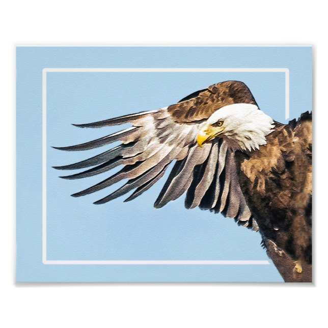 Bald Eagle on the Wing Photo Print (Front)