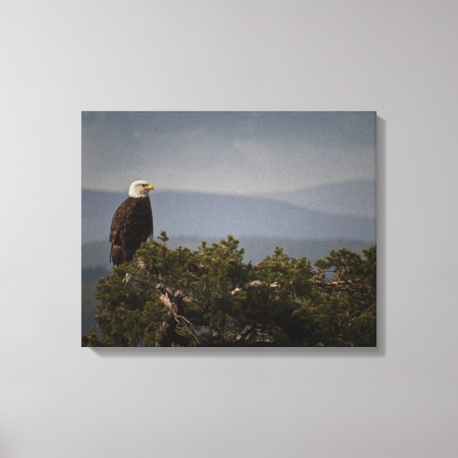 Bald Eagle on Tree Top  Wrapped Canvas (Front)