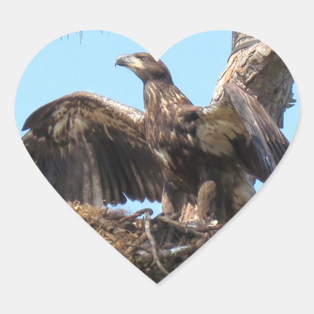 Bald Eagle Open Wings Stickers (Front)