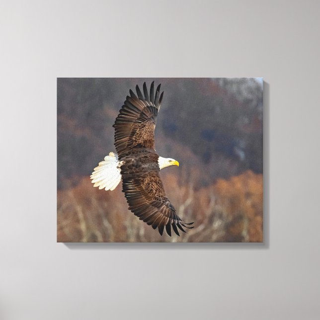 Bald Eagle Over Autumn Trees Canvas Print (Front)