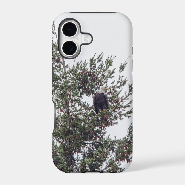 Bald Eagle P2825 (Back)
