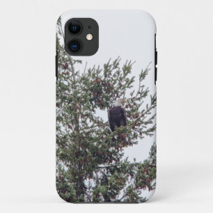 Bald Eagle P2825 iPhone 11 Case
