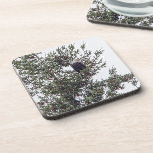 Bald Eagle P2825 Coaster
