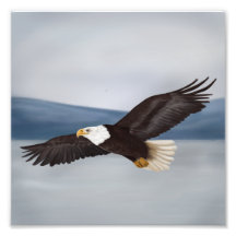 Bald Eagle  Painting Photo Print