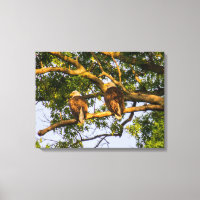 Bald Eagle Pair
