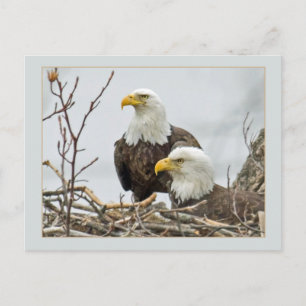 Bald Eagle Pair In Their Nest Postcard