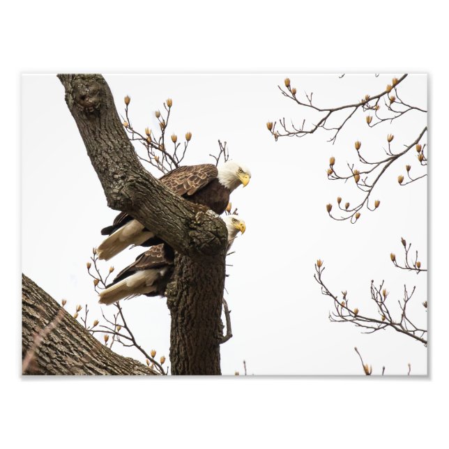 Bald Eagle Pair Perched Together Photo Print (Front)