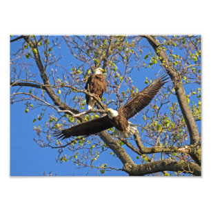 Bald Eagle Pair Photo Print